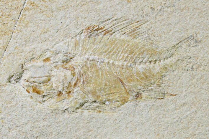 Cretaceous Fossil Fish (Stichocentrus) - Lebanon #162733